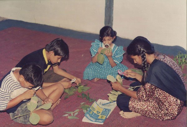 पत्तियों का समूहीकरण